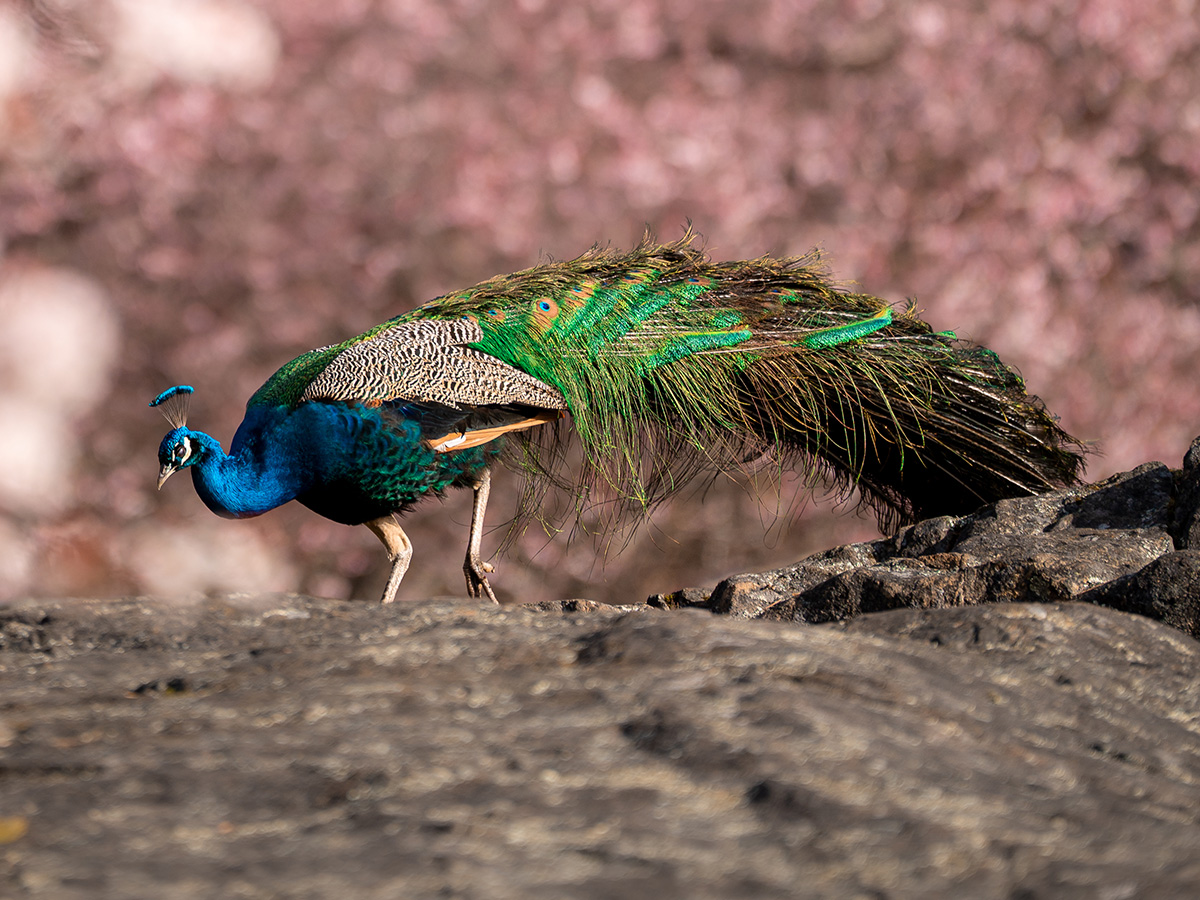 Peacocks in Victoria BC Parks