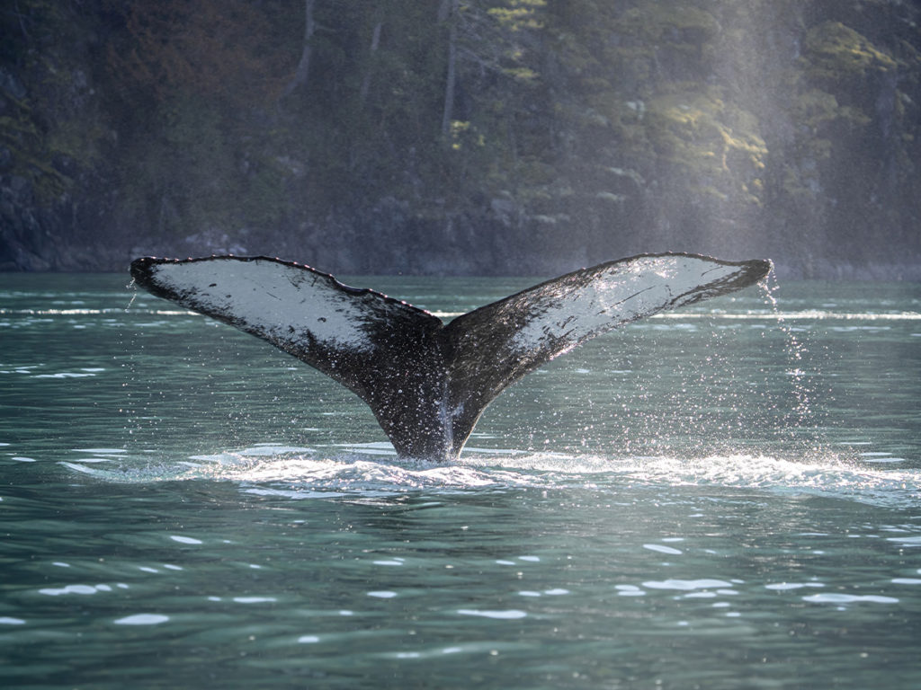 Wildlife tours in victoria bc humpback whale