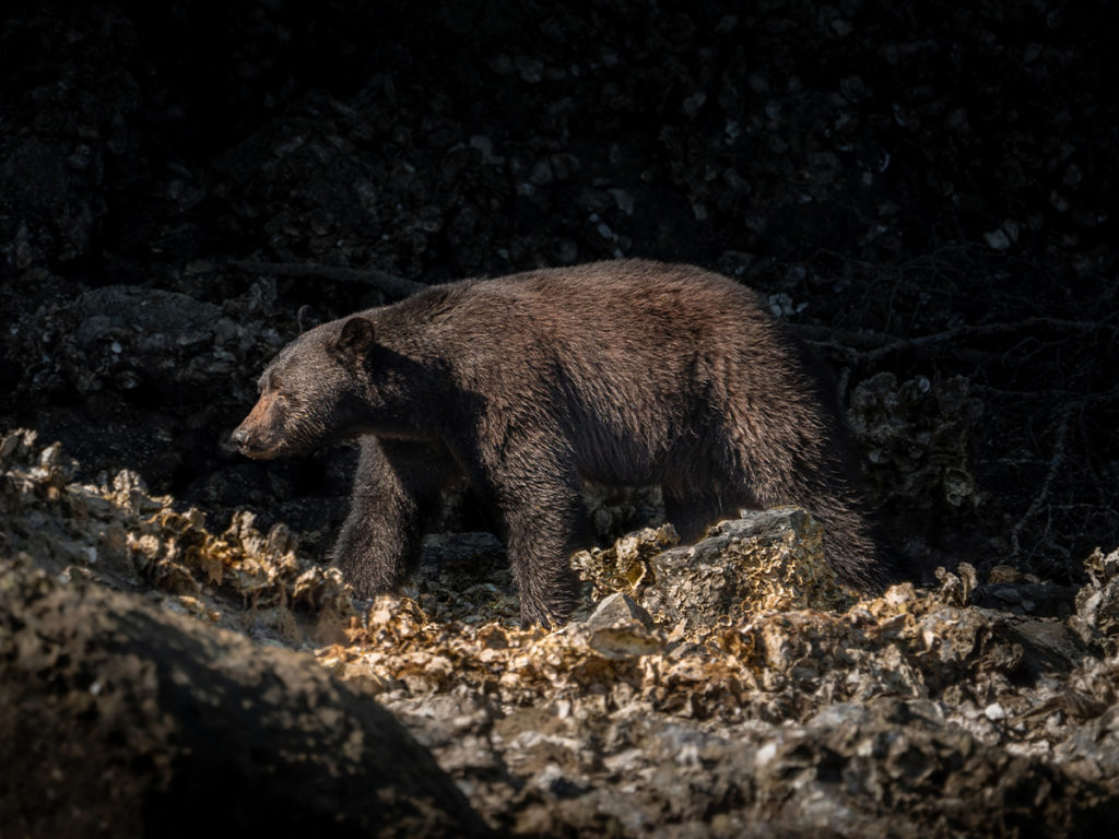 Vancouver Island Wildlife Tours