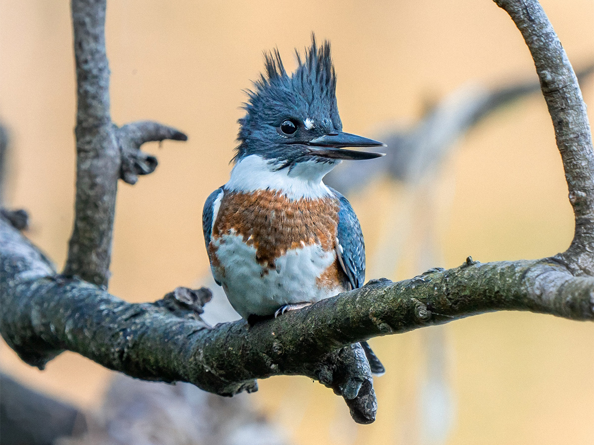 Wildlife Watching on Vancouver Island